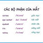 tieng-anh-bo-phan-cua-mat111