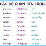 tieng-anh-cac-bo-phan-ben-trong-co-the