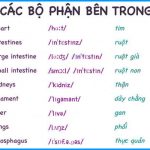 tieng-anh-cac-bo-phan-ben-trong-co-the-3