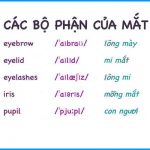 tieng-anh-cac-bo-phan-cua-mat-11