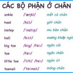 tieng-anh-cac-bo-phan-o-chan-1