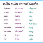 tieng-anh-cac-phan-than-co-the-nguoi